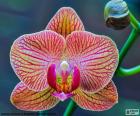 Orkide Phalaenopsis